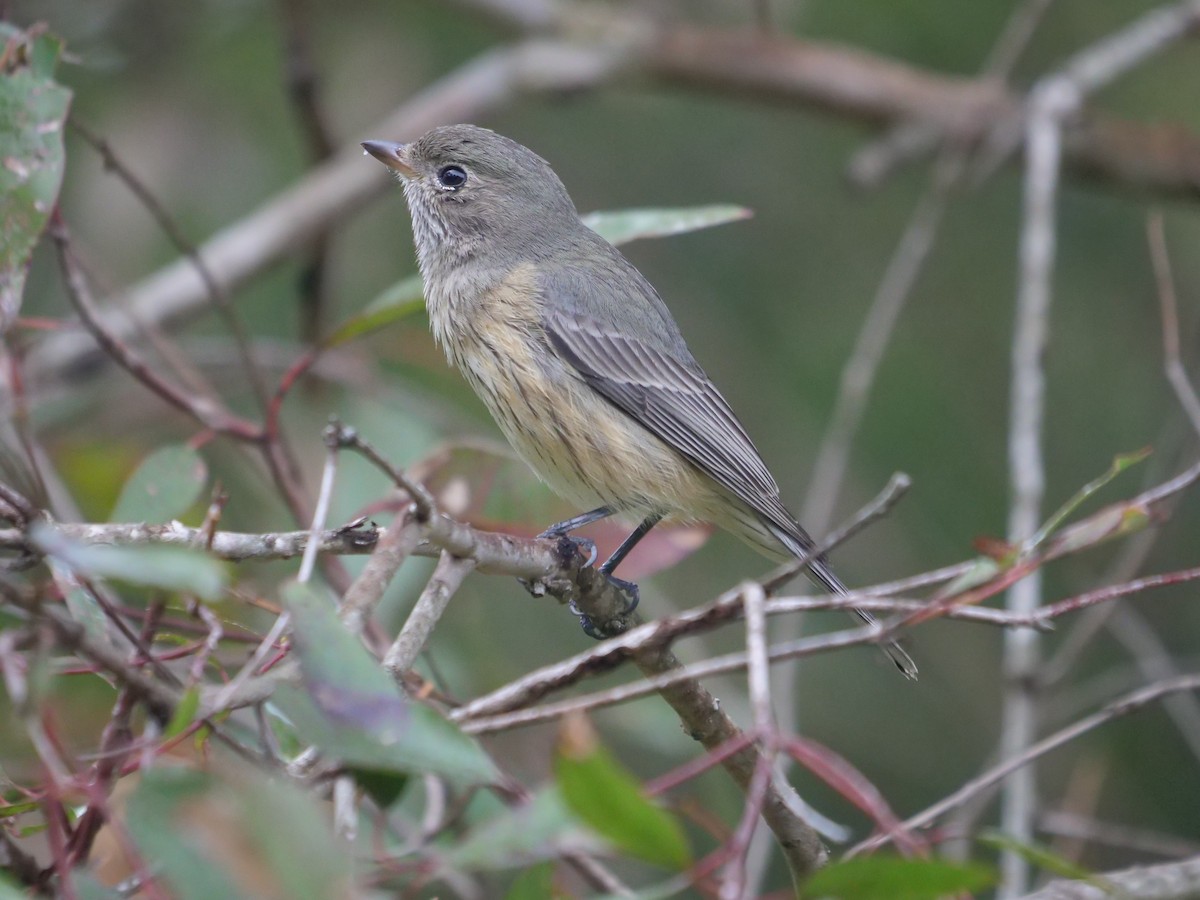 Rufous Whistler - ML600801841