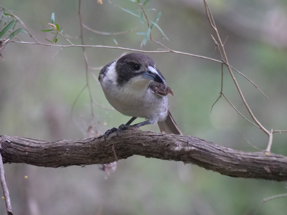 Gray Butcherbird - ML600801861