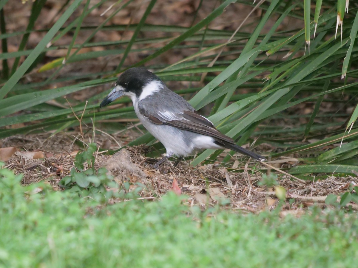 Gray Butcherbird - ML600801881