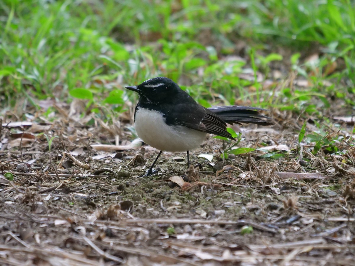 Willie-wagtail - ML600801971