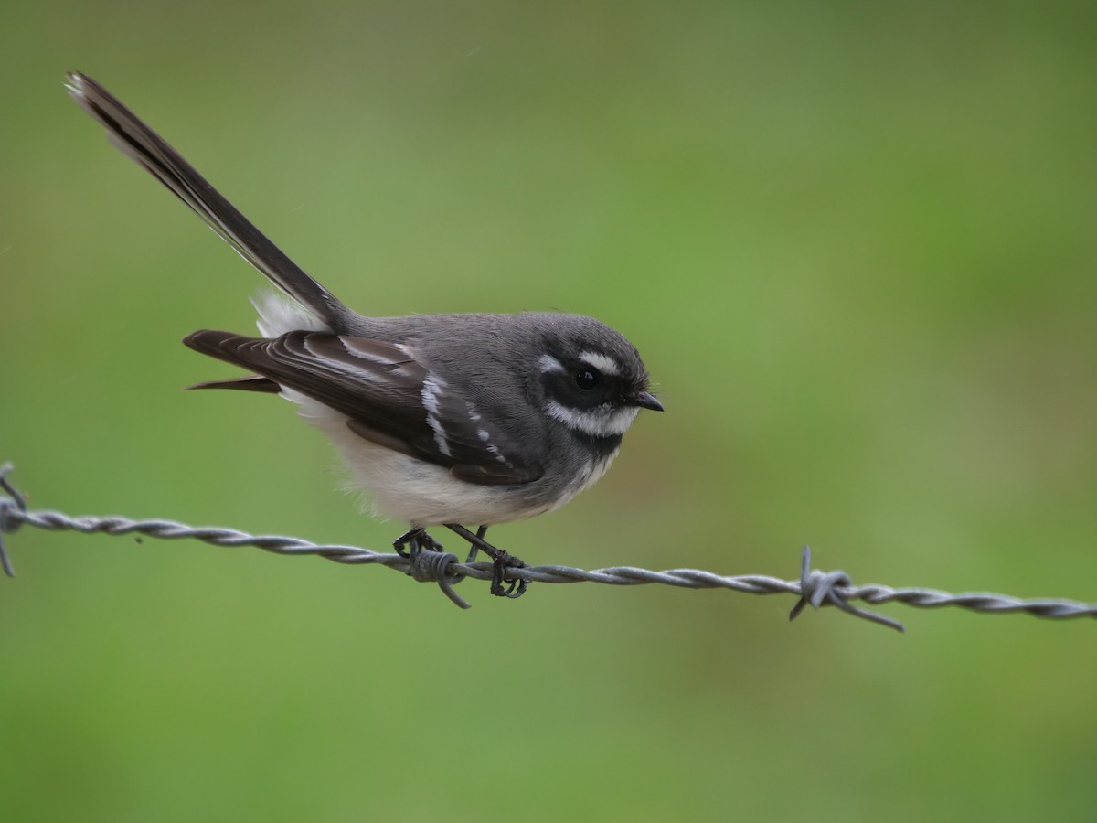 Gray Fantail - ML600802011