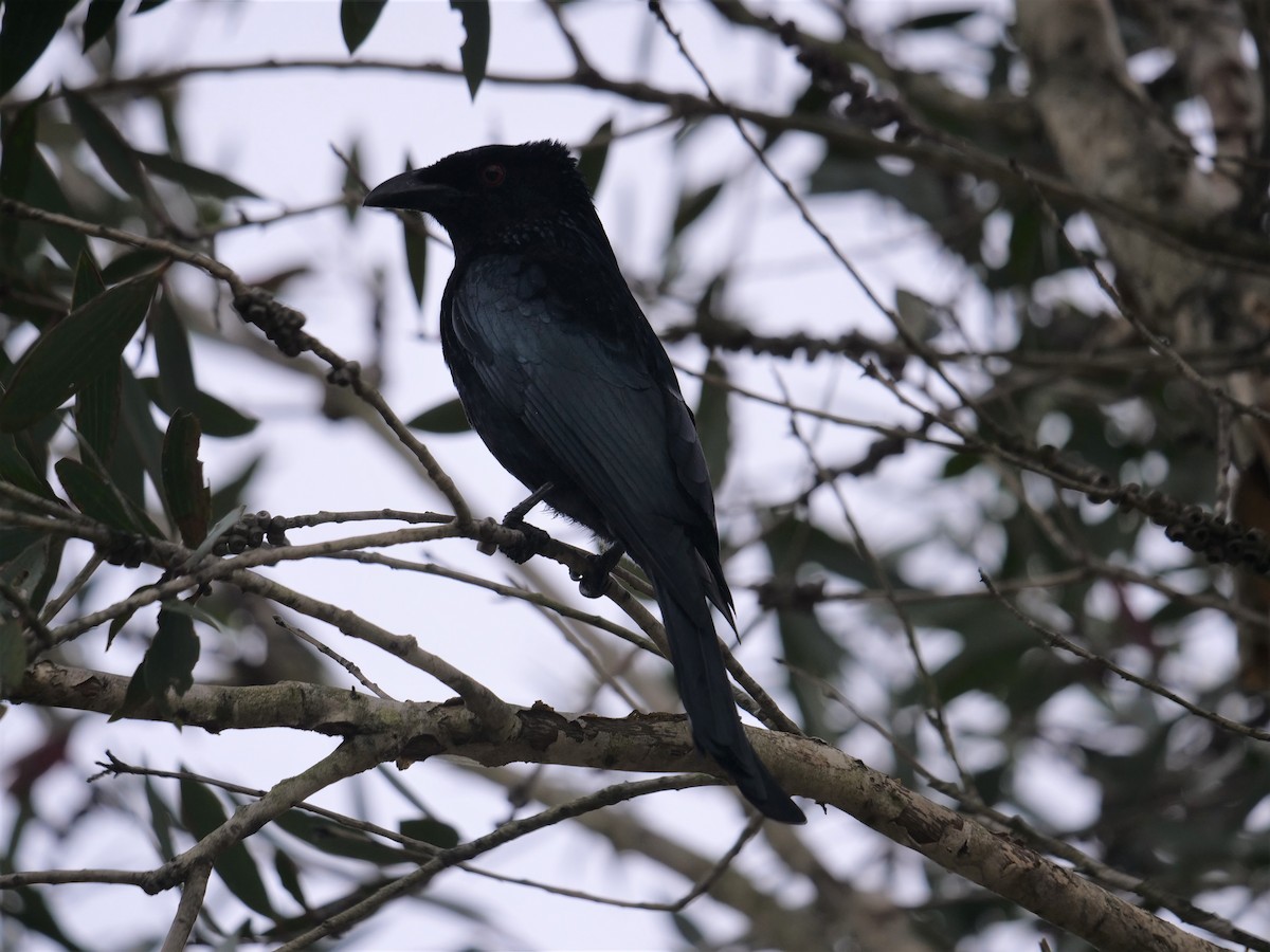 Yıldızlı Drongo - ML600802101