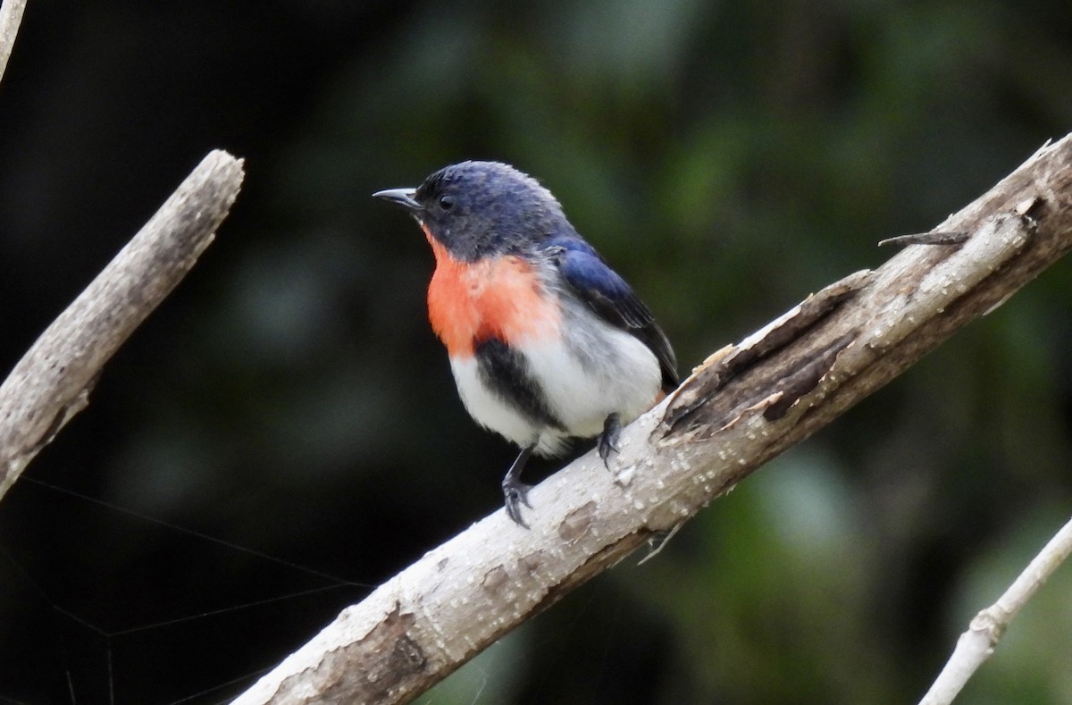 Mistletoebird - ML600802221