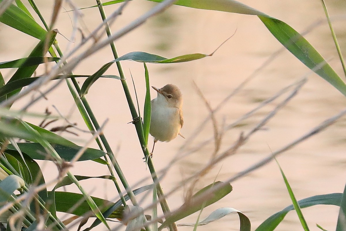 Common Reed Warbler - ML600802701