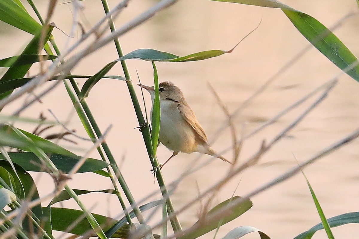 Common Reed Warbler - ML600802711