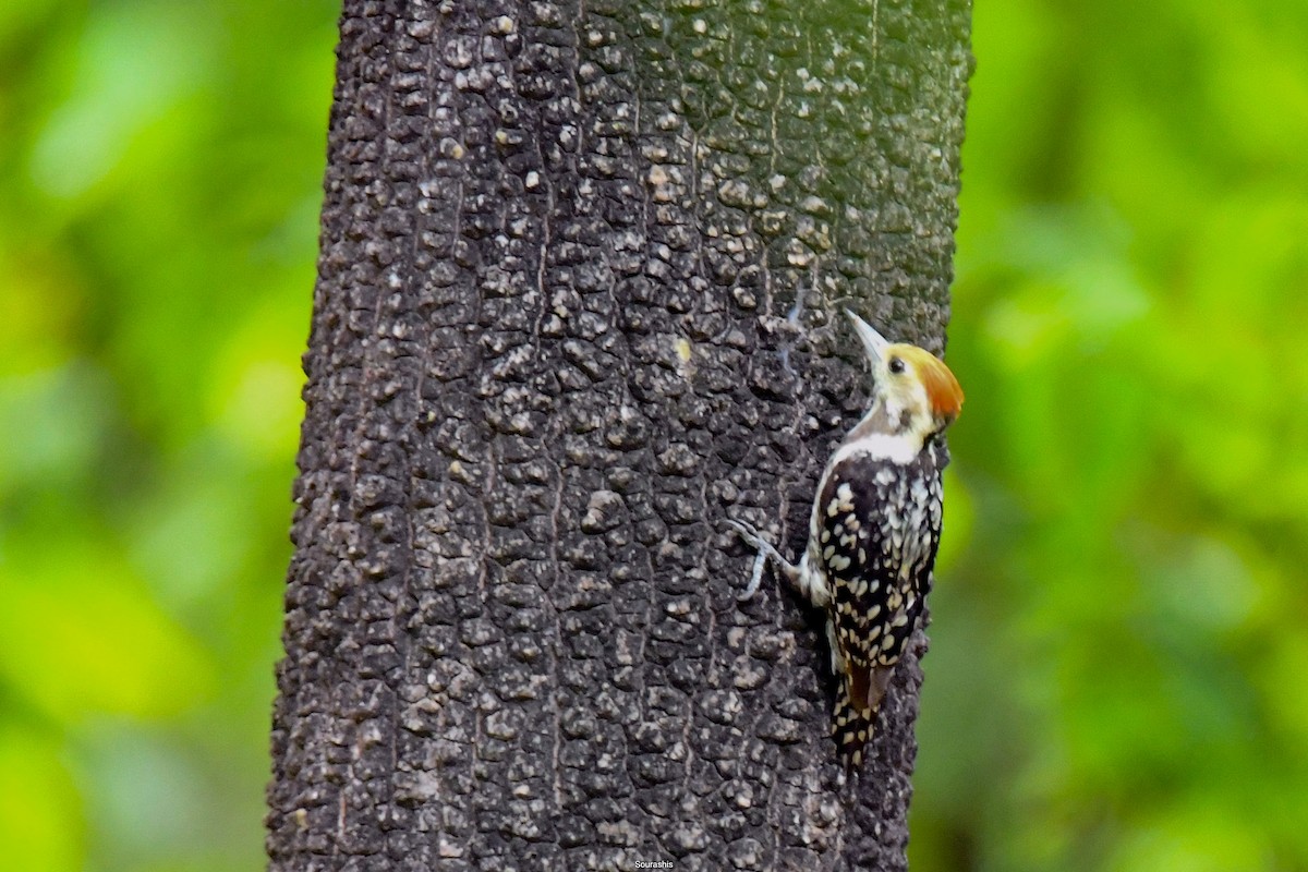 Yellow-crowned Woodpecker - ML600803531