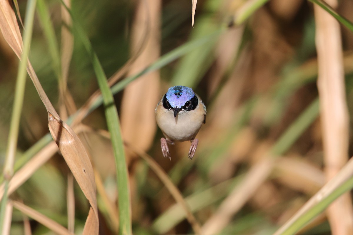 Purple-crowned Fairywren - ML600804251