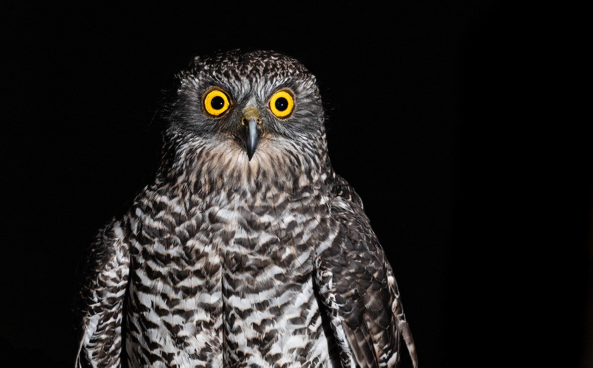 Powerful Owl - Caleb robins