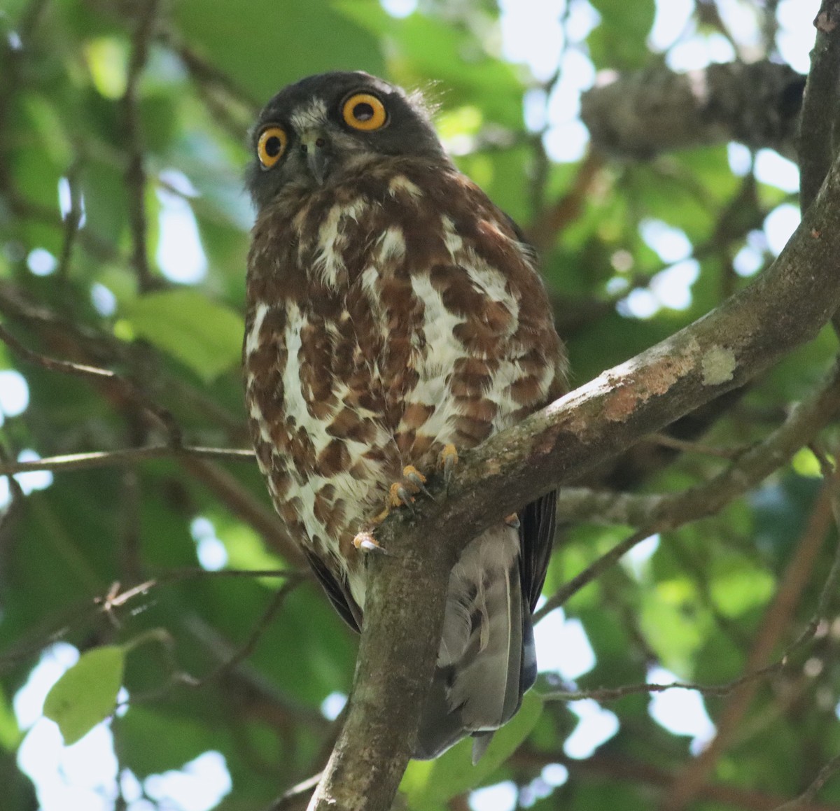 Brown Boobook - ML600804751