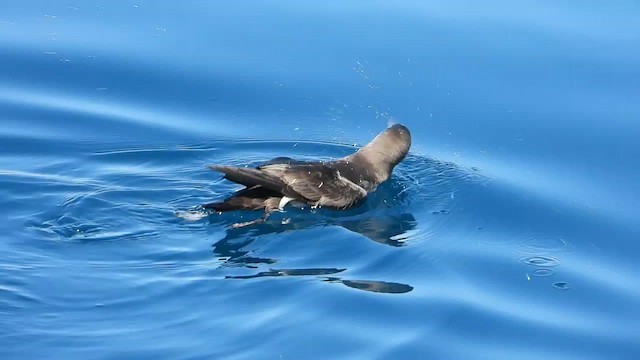 Puffin des Baléares - ML600805161