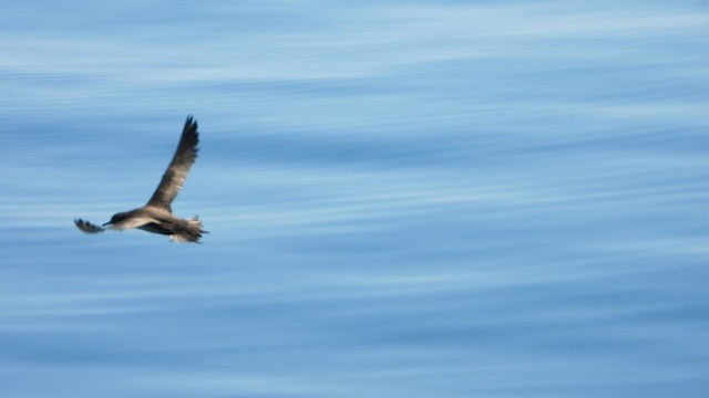 Balearic Shearwater - ML600805171