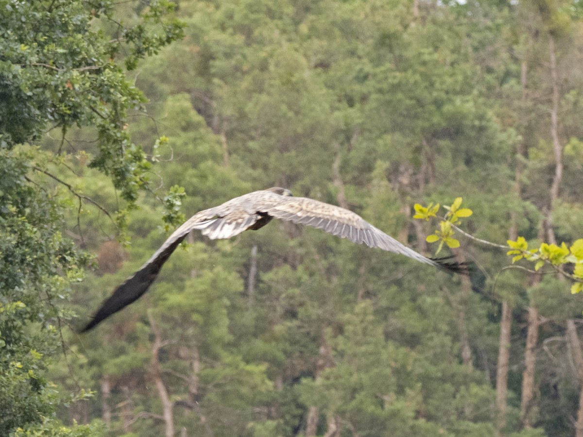 White-tailed Eagle - Radek Papranec