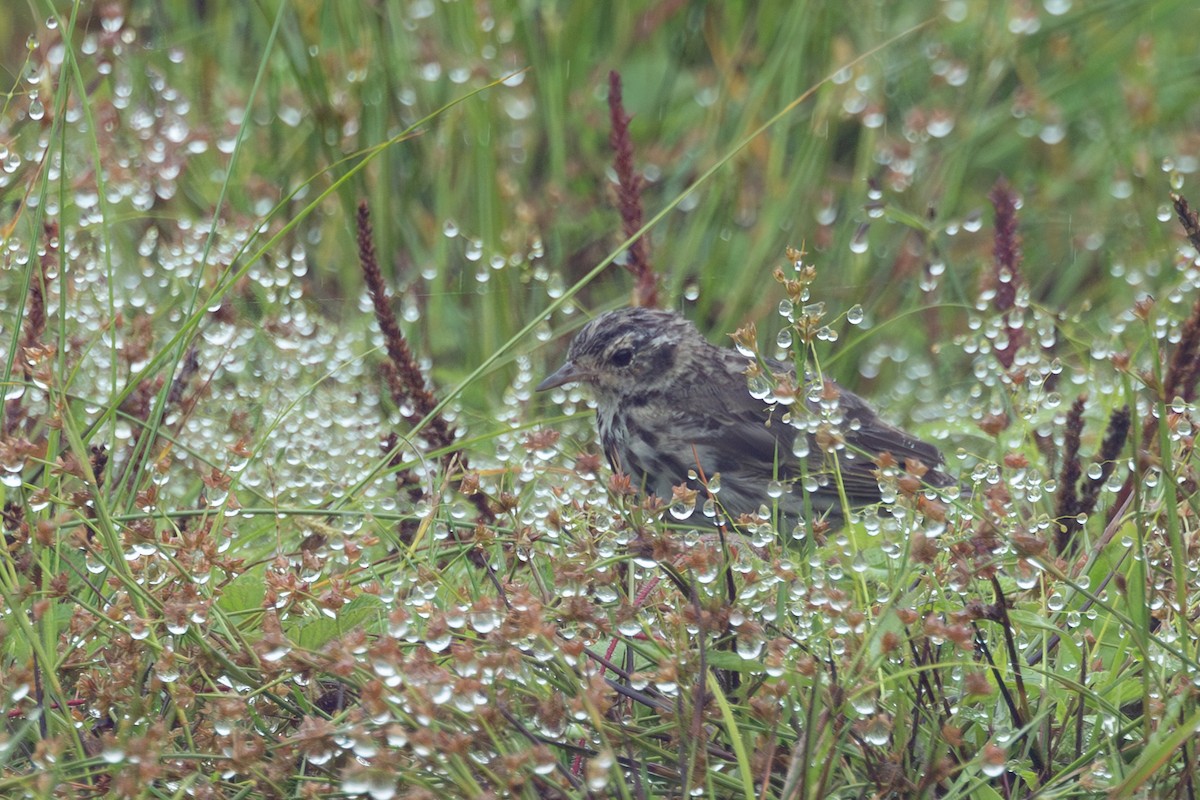 Olive-backed Pipit - ML600805621