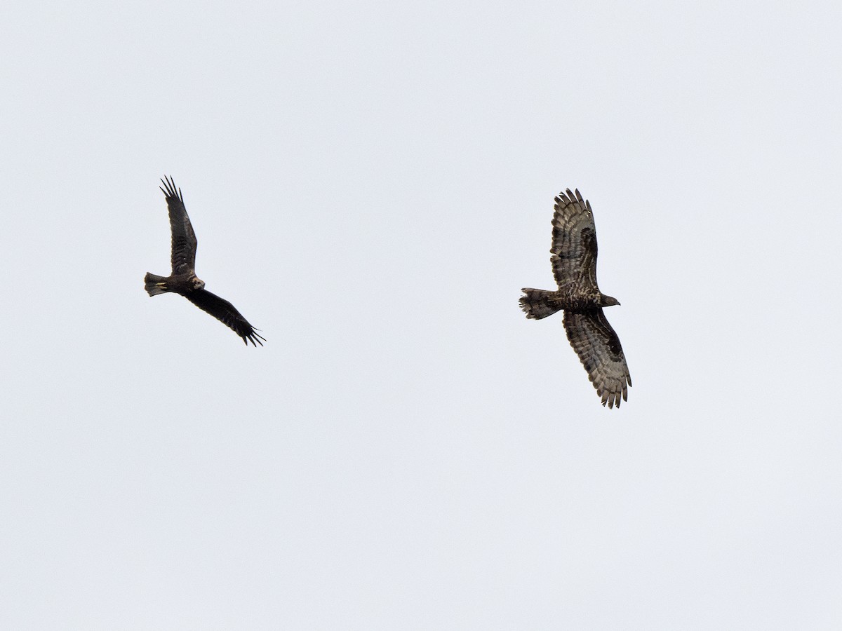 European Honey-buzzard - Radek Papranec