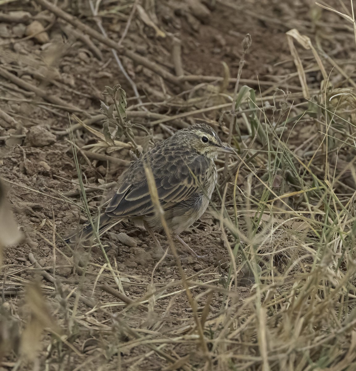 Long-billed Pipit (Nairobi) - ML600806821