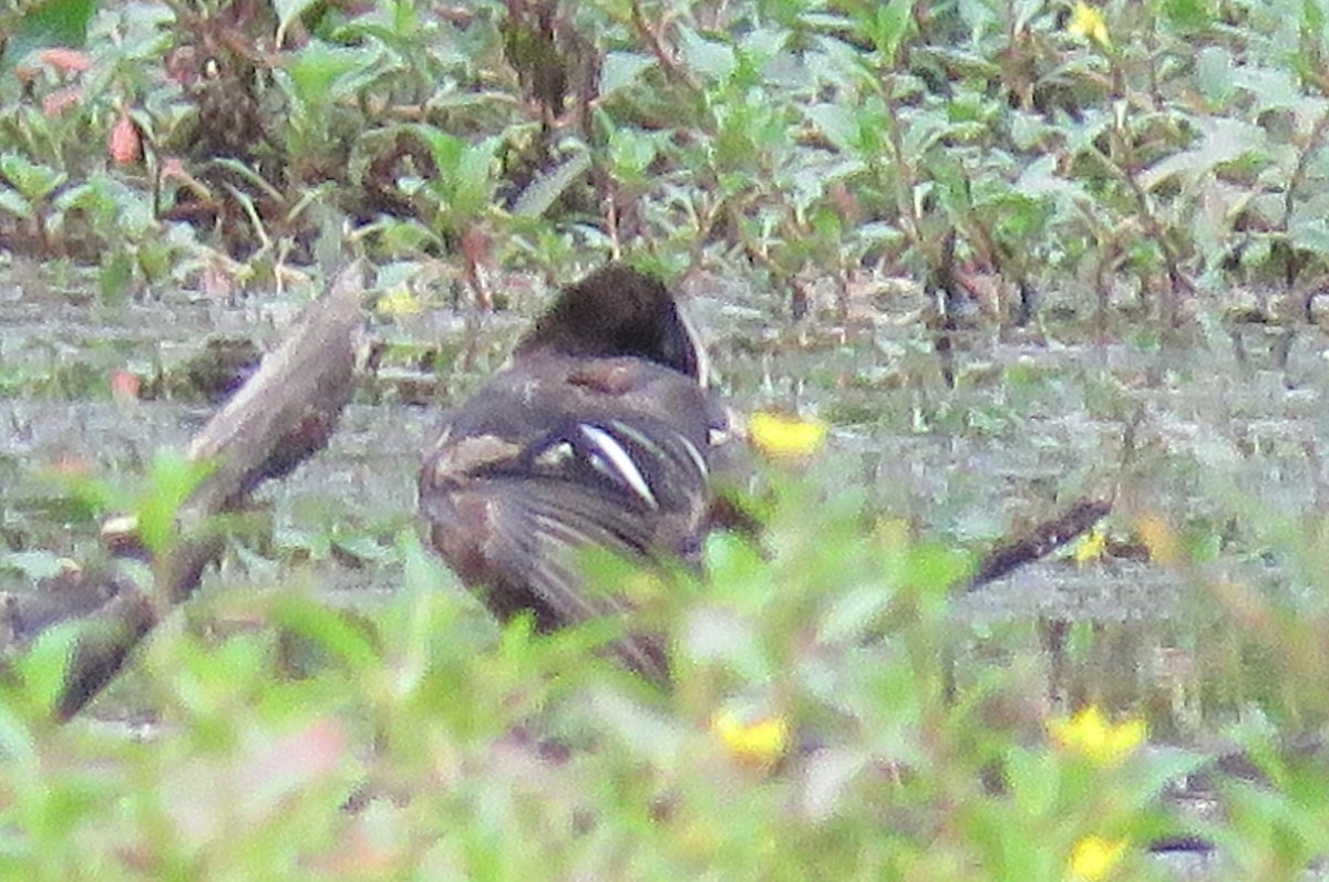 Hooded Merganser - ML600806921