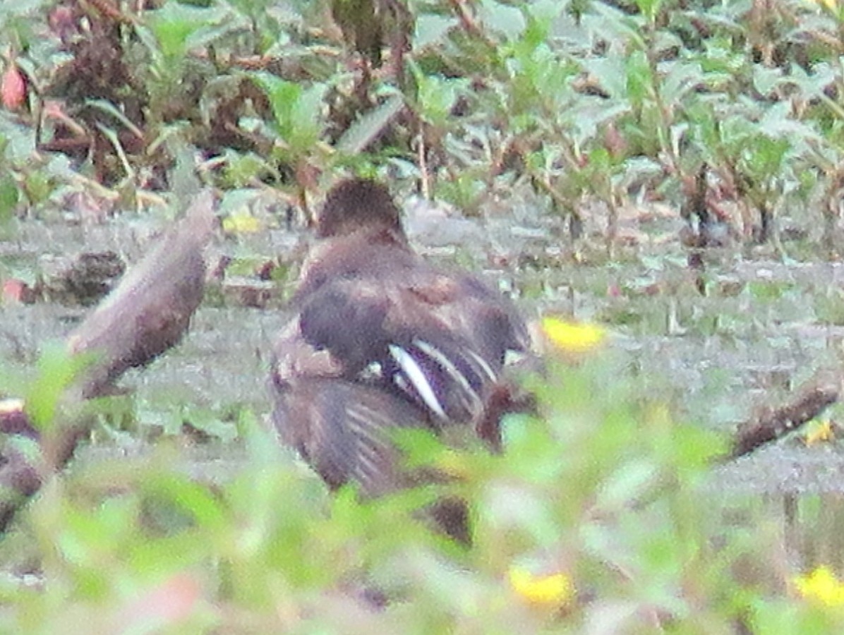 Hooded Merganser - ML600806931