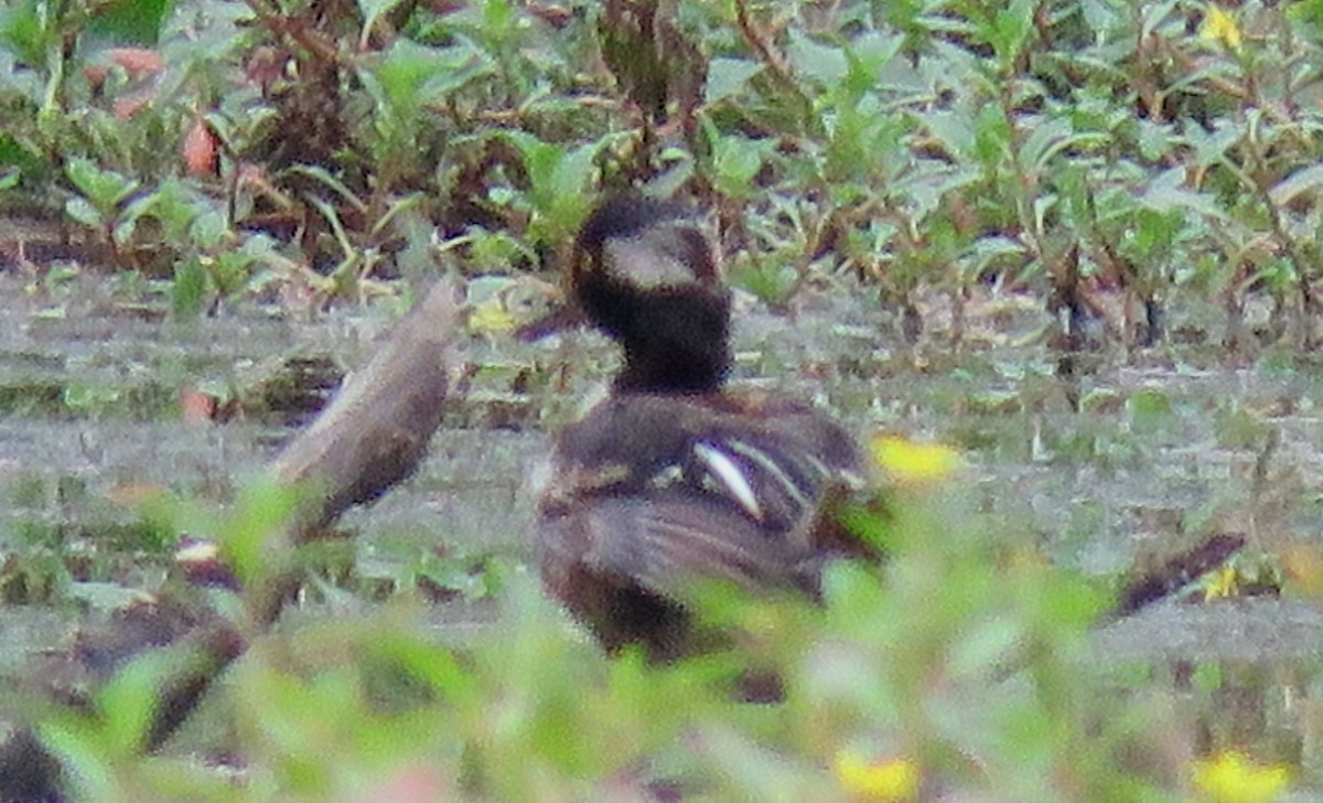 Hooded Merganser - ML600806941