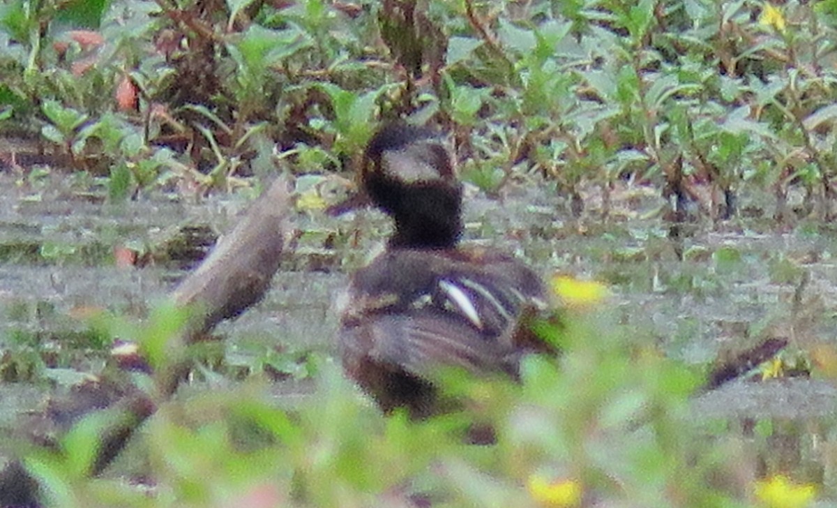 Hooded Merganser - Jeffrey Blalock