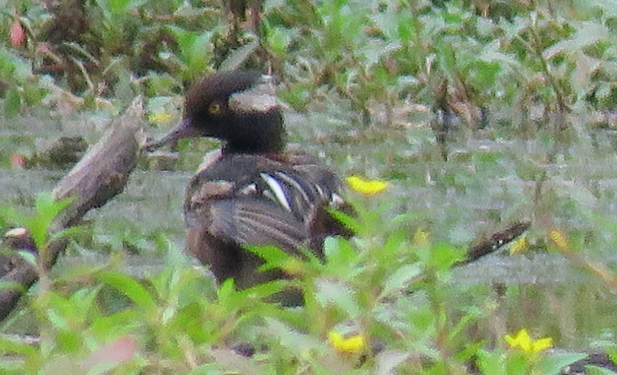 Hooded Merganser - ML600806951