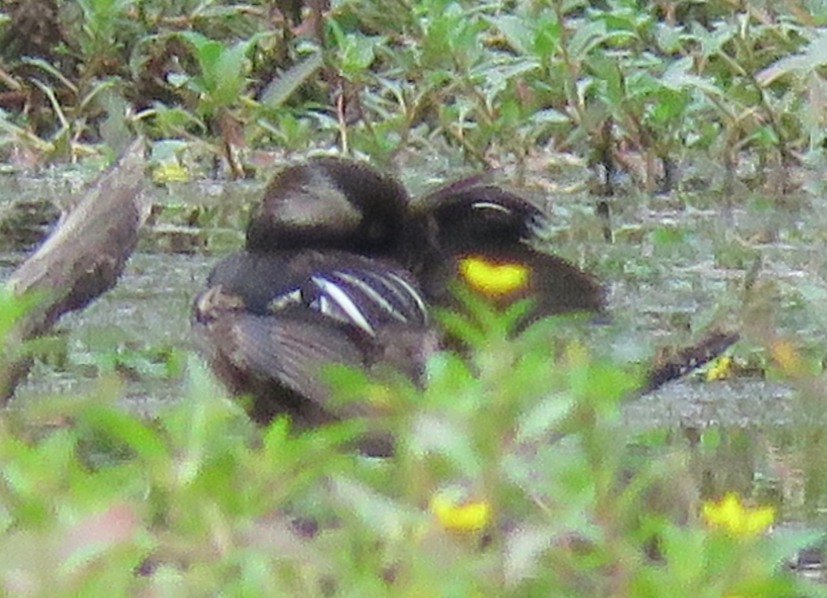 Hooded Merganser - ML600806961