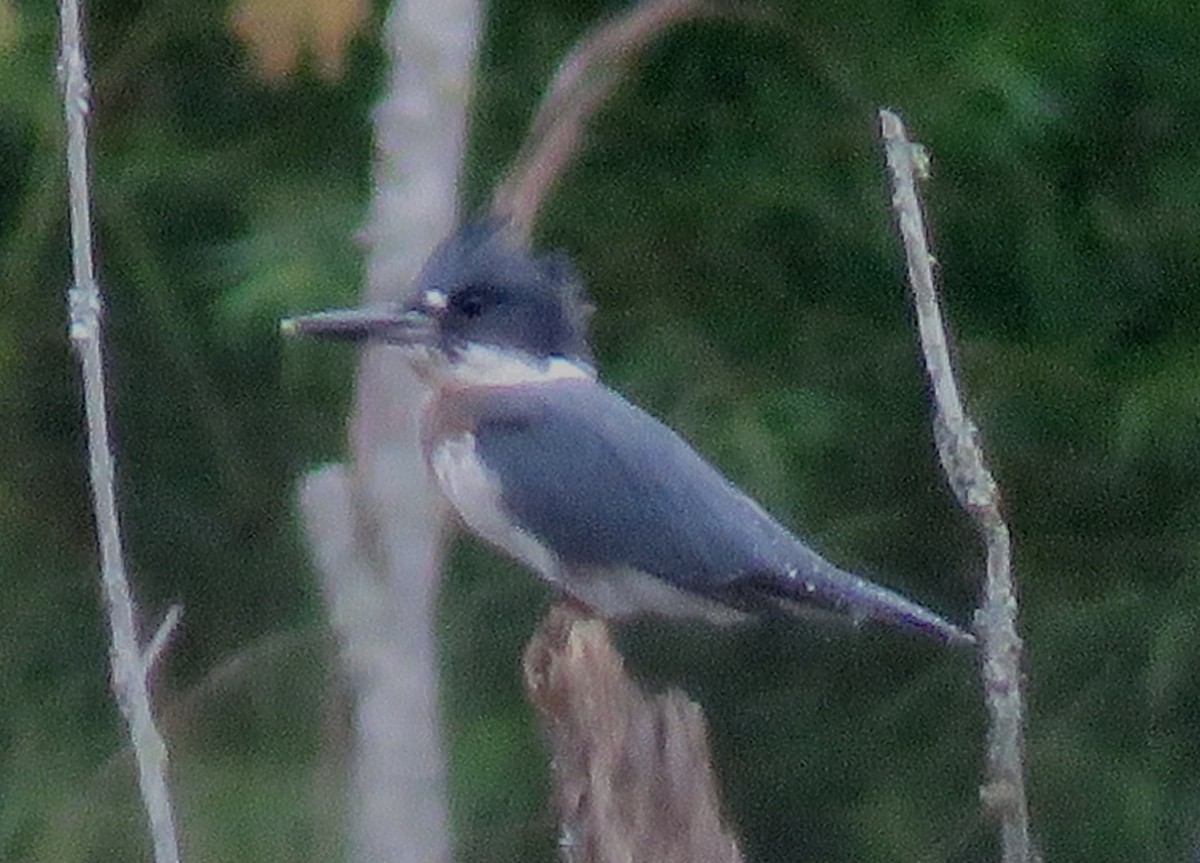 Belted Kingfisher - ML600806971