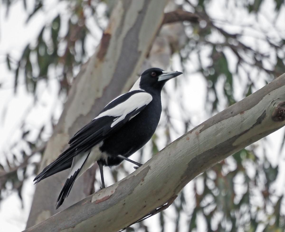 Australian Magpie - ML600807001