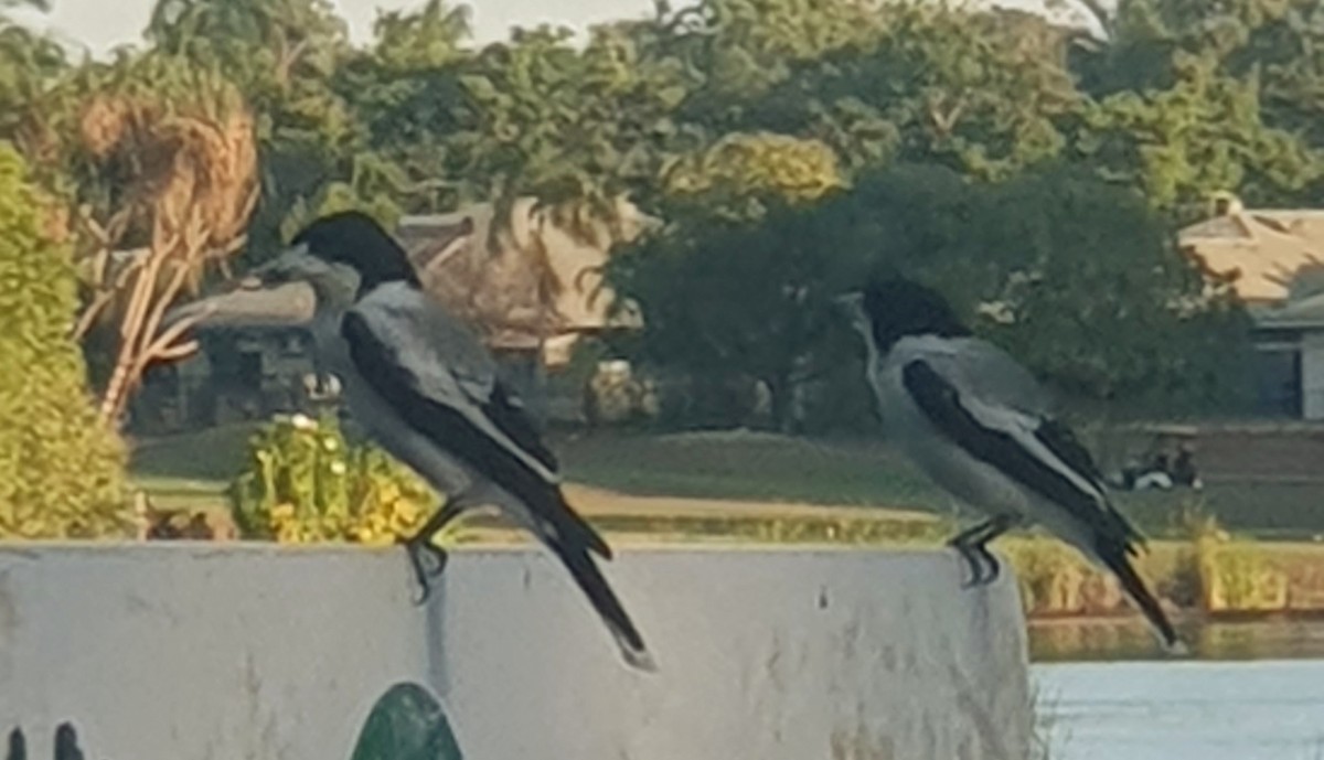 Silver-backed Butcherbird - ML600807081