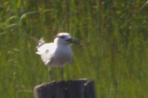 Sandwich Tern - Greg Sinclair