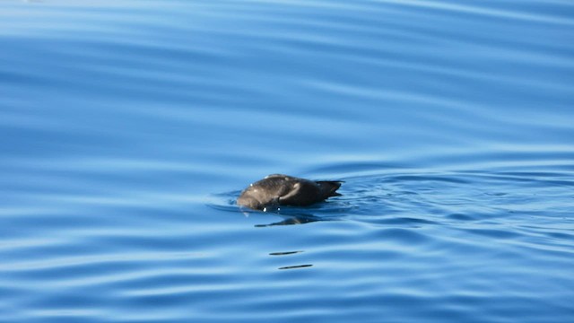 Balearic Shearwater - ML600808011