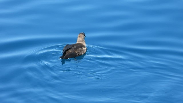 Balearic Shearwater - ML600808471