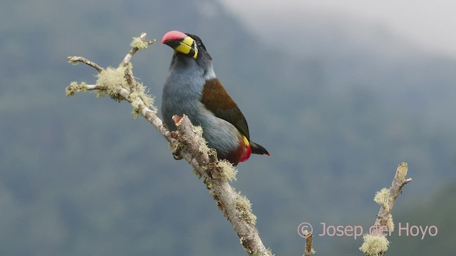 Gray-breasted Mountain-Toucan - ML600808511