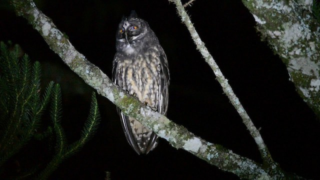 Stygian Owl - ML600808661