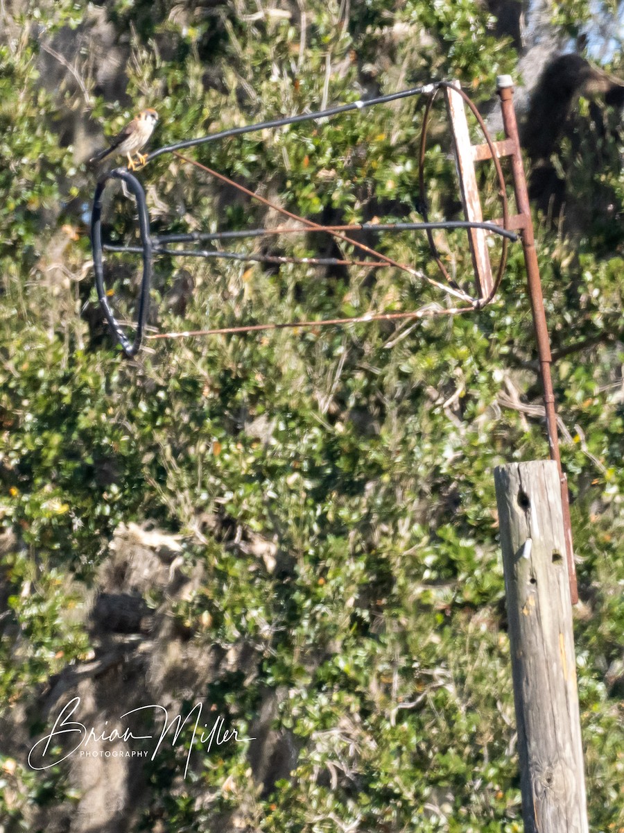 American Kestrel - ML600809211