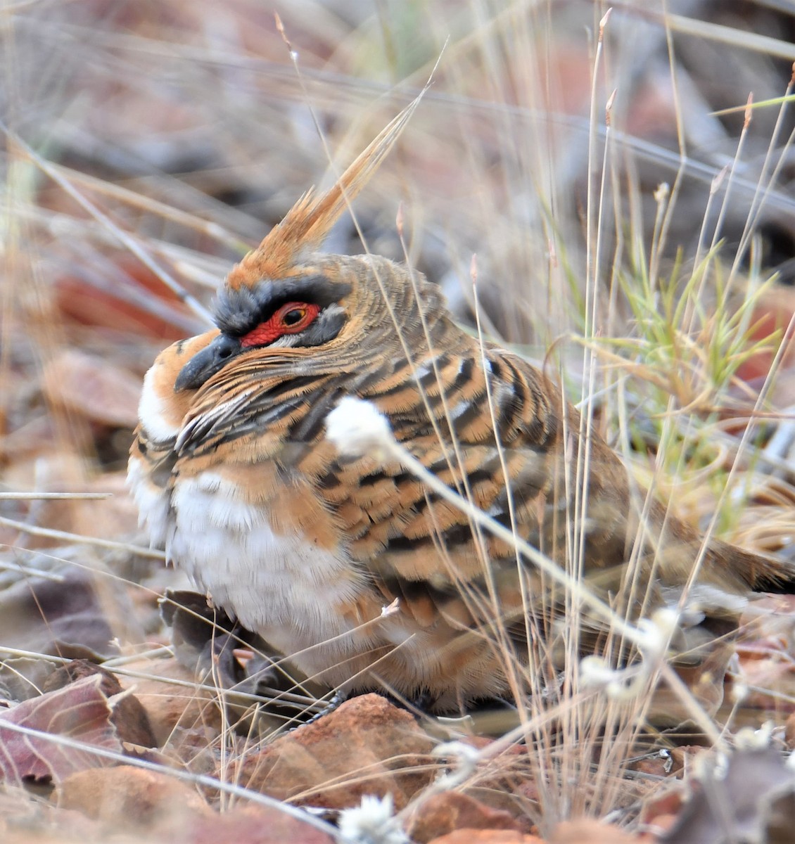 Spinifex Pigeon - ML600811541