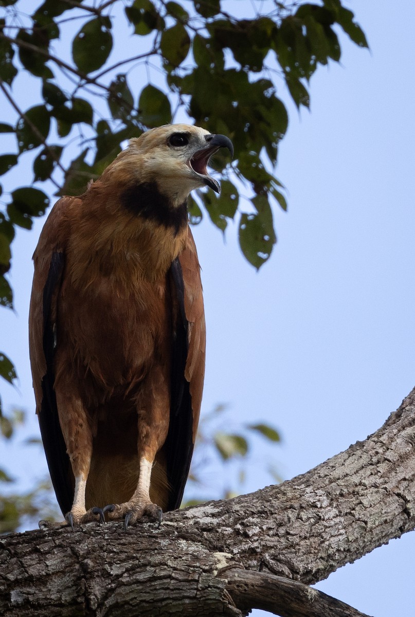 Black-collared Hawk - Beatrix Pond