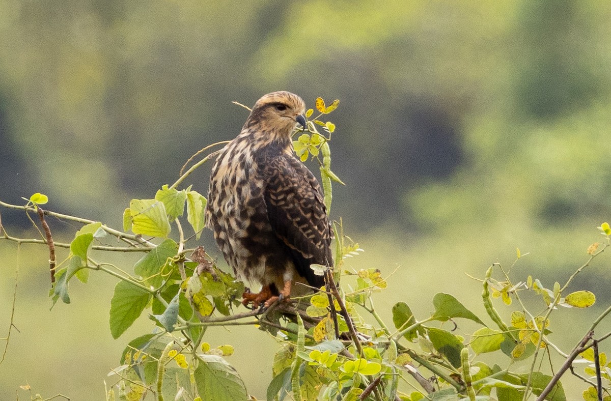 Snail Kite - ML600811891