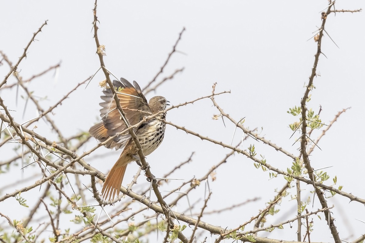 Spotted Morning-Thrush - ML600811911