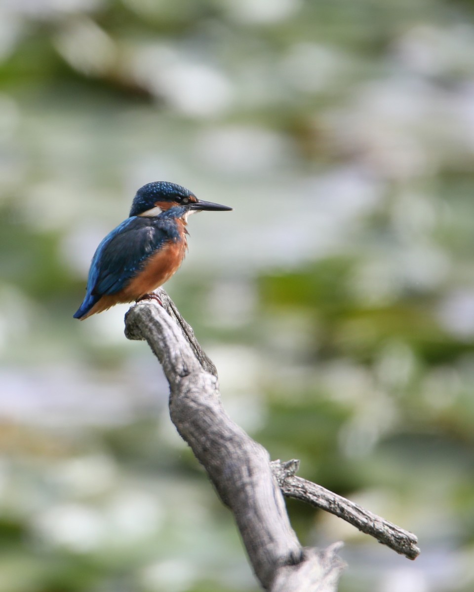 Common Kingfisher - Gaëtan Canon