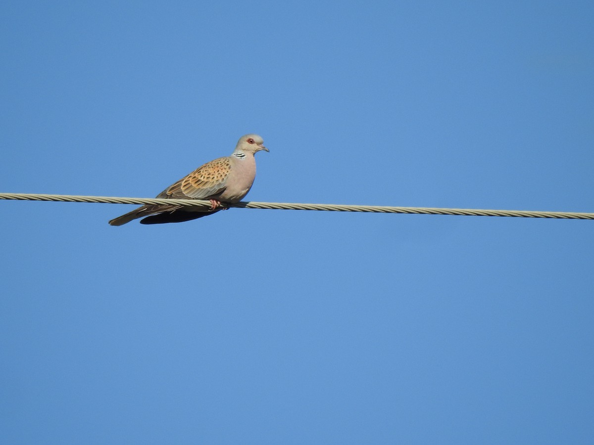 European Turtle-Dove - ML600812771