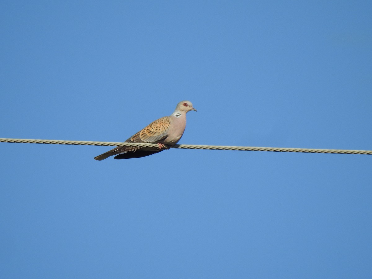 European Turtle-Dove - ML600812781