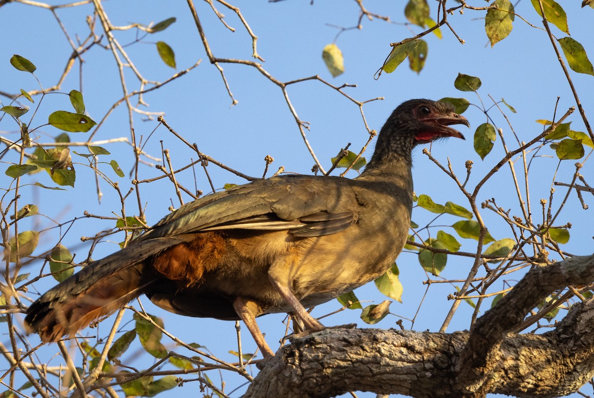 Chaco Chachalaca - Beatrix Pond