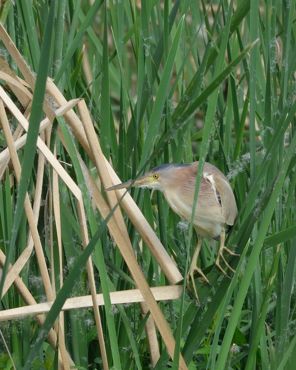 Yellow Bittern - Sanjay Malik