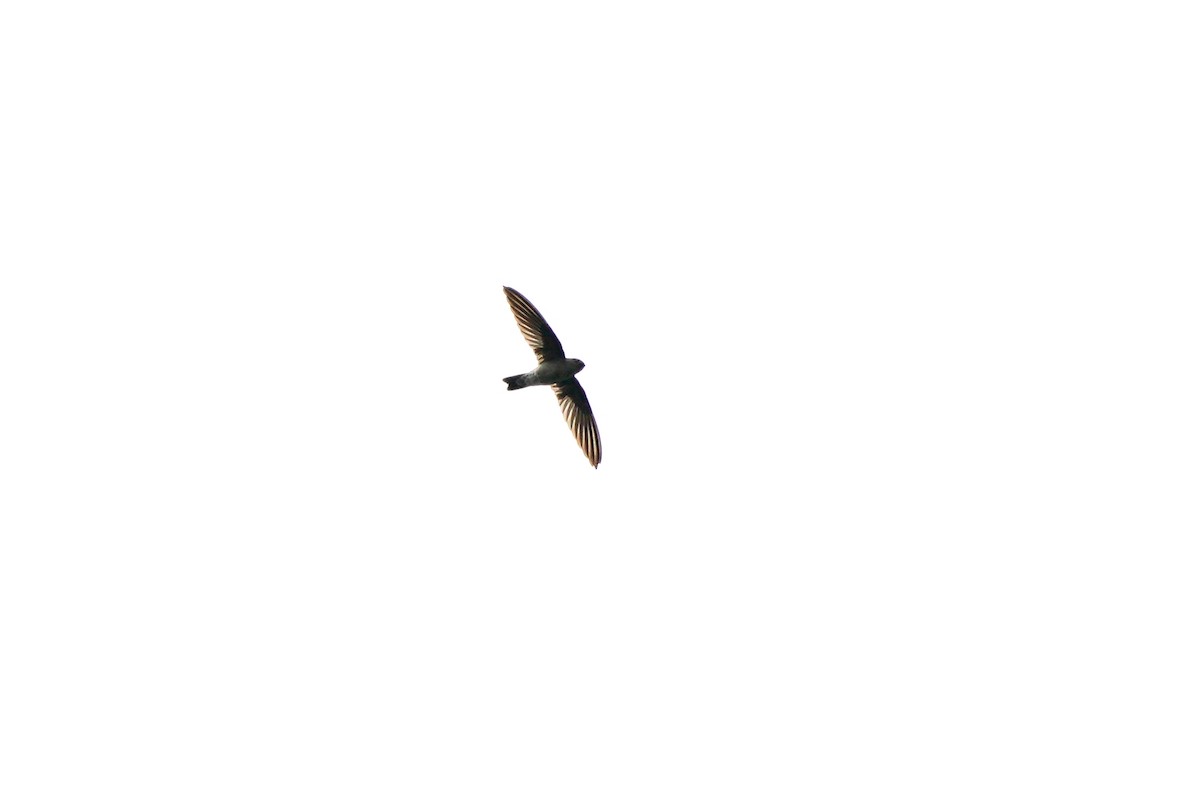 swiftlet sp. - Hung-Chieh Chien
