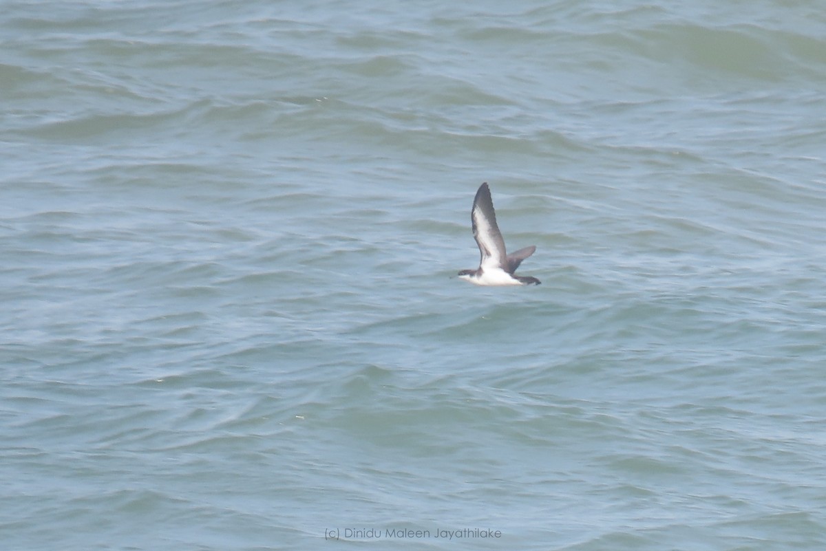 Tropical Shearwater (Indopacific) - Dinidu Jayathilake