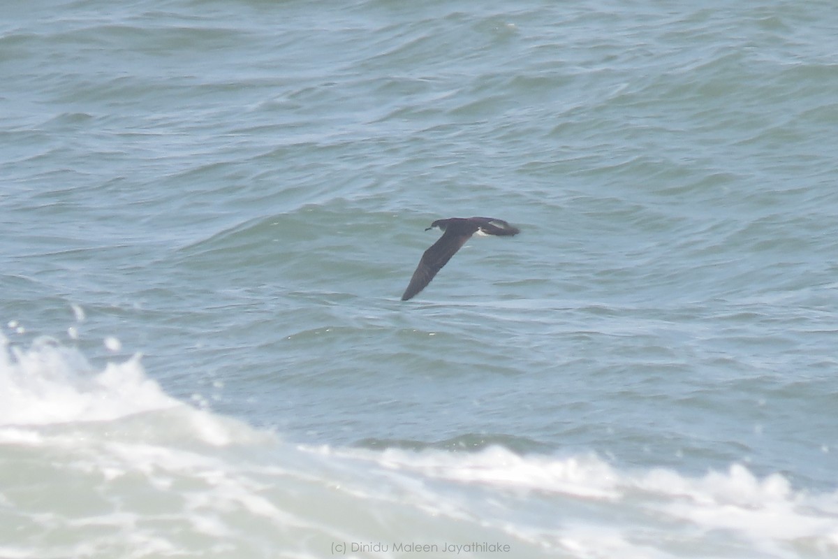 Tropical Shearwater (Indopacific) - ML600814501