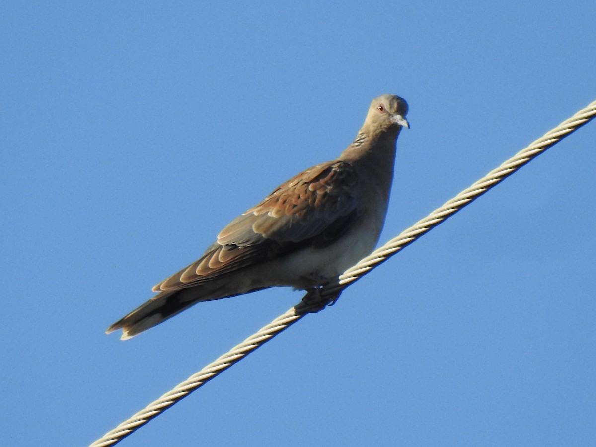 European Turtle-Dove - ML600815361