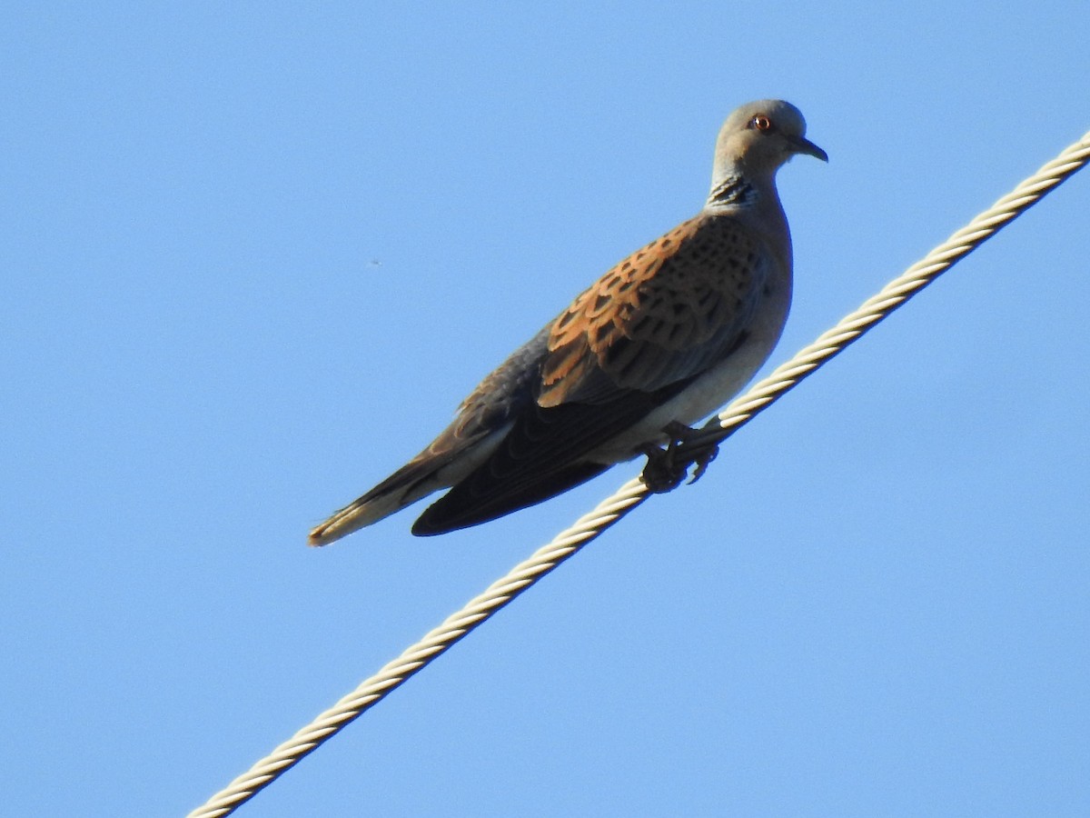 European Turtle-Dove - ML600815371