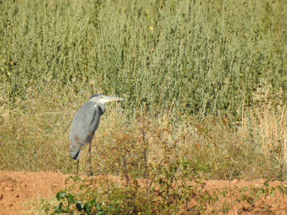 Gray Heron - ML600815591