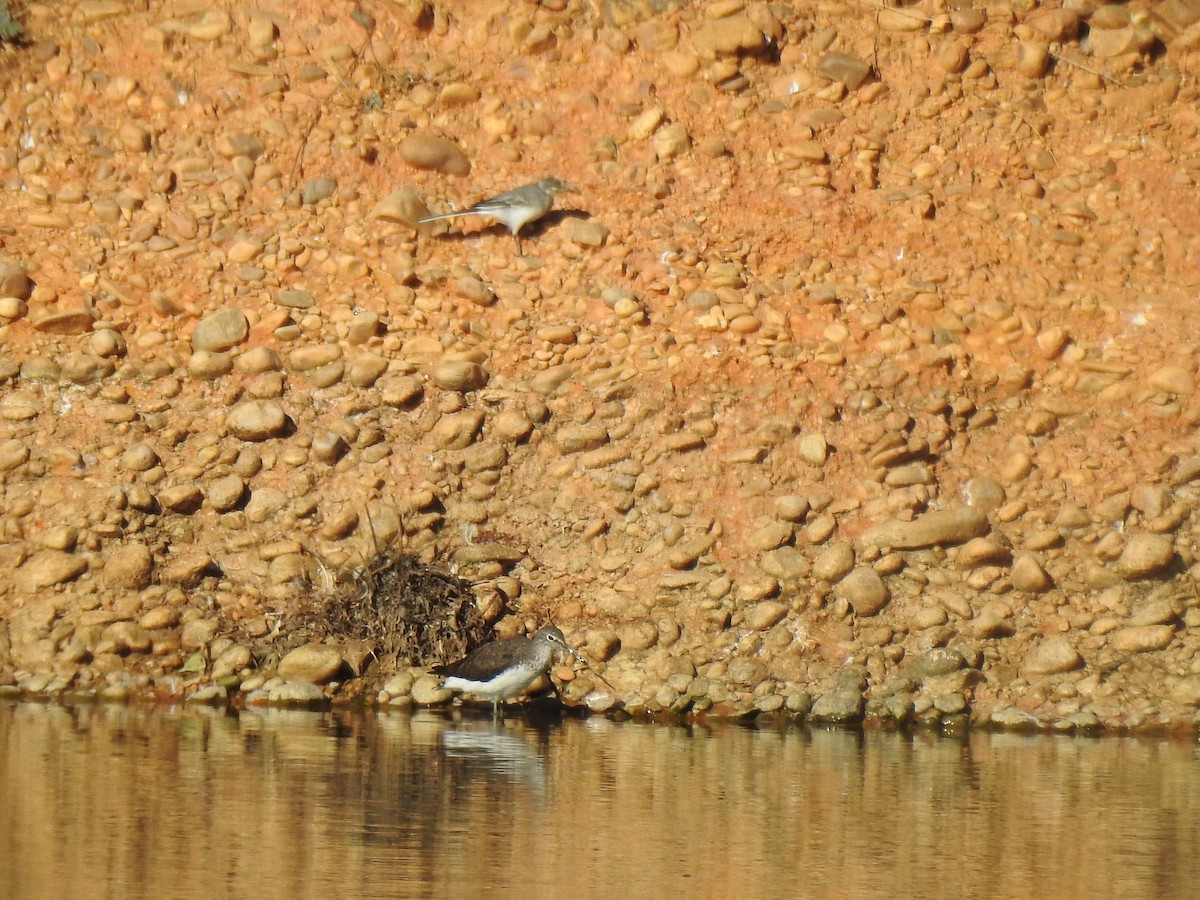 Green Sandpiper - ML600815681